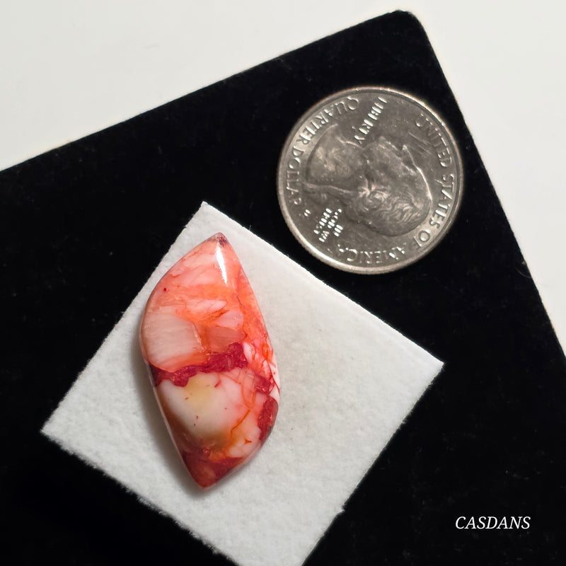 Spondylus Sunset Composite Cabichon