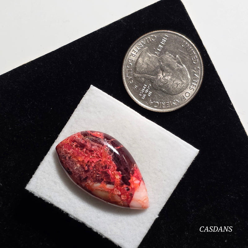 Spondylus Sunset Composite Cabichon