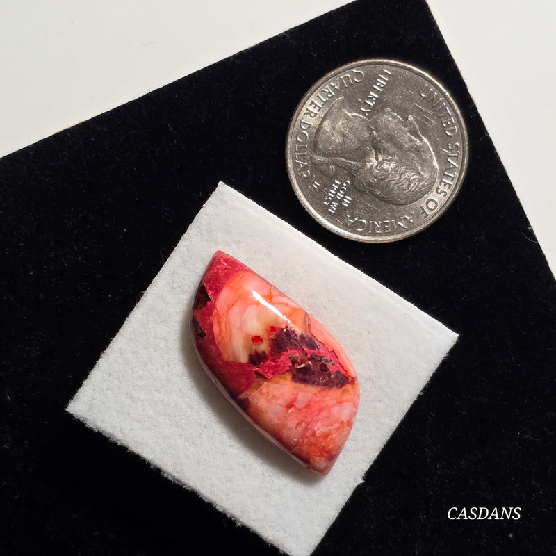 Spondylus Sunset Composite Cabichon