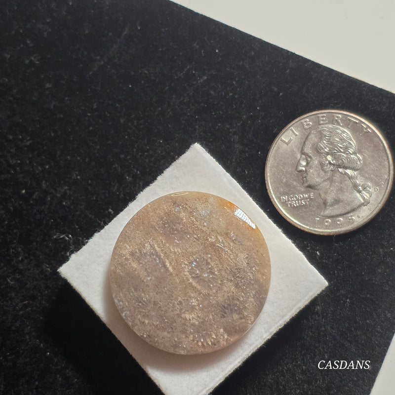 Coral Fossil Cabochon