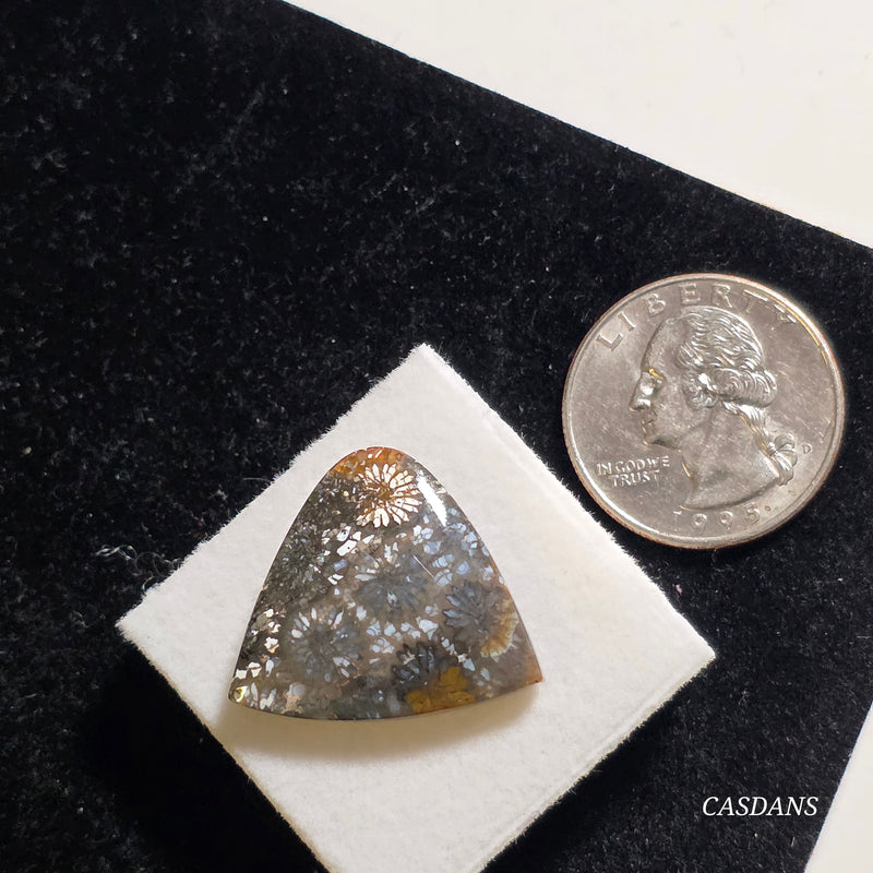 Coral Fossil Cabochon