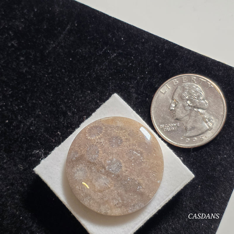 Coral Fossil Cabochon