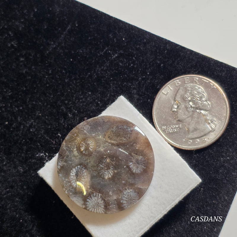 Coral Fossil Cabochon