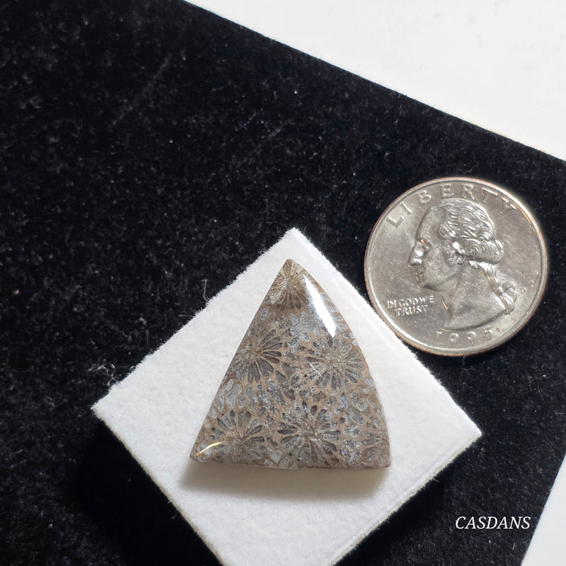 Coral Fossil Cabochon