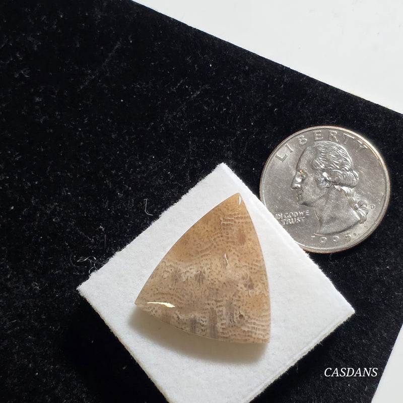 Coral Fossil Cabochon