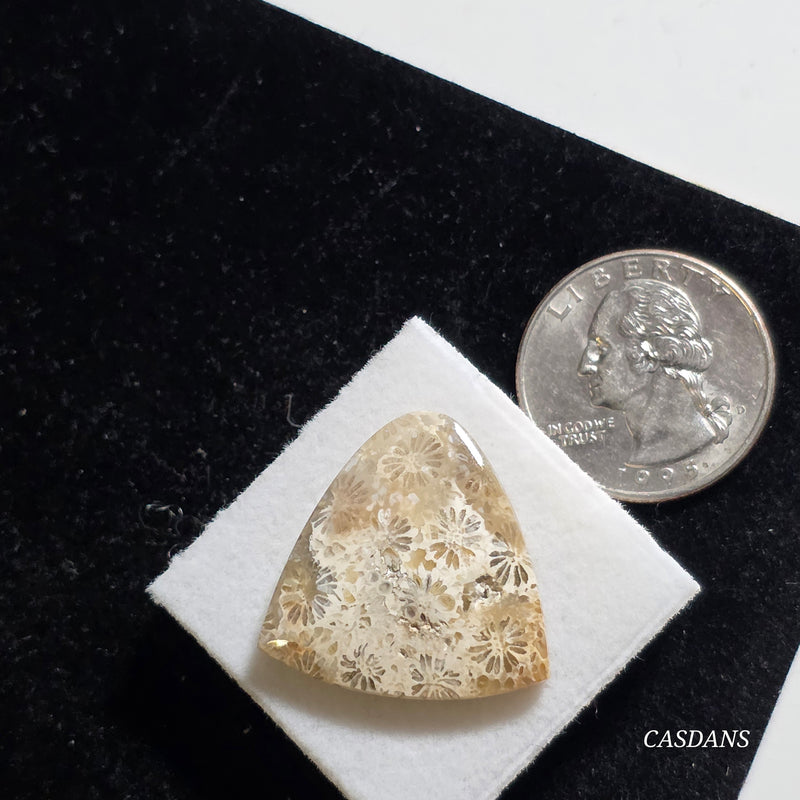 Coral Fossil Cabochon