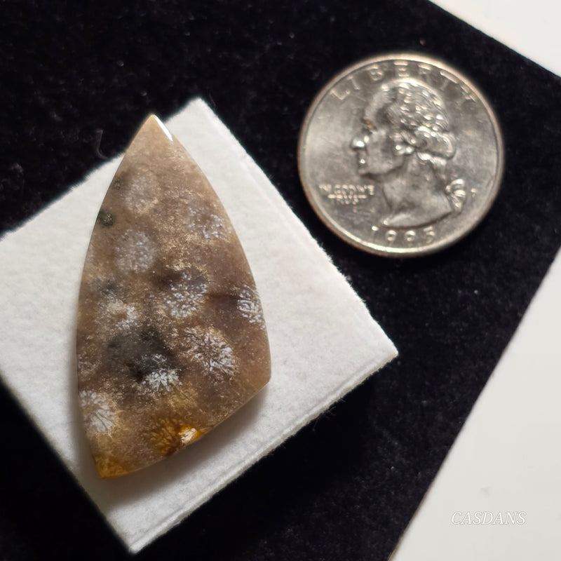 Coral Fossil Cabochon