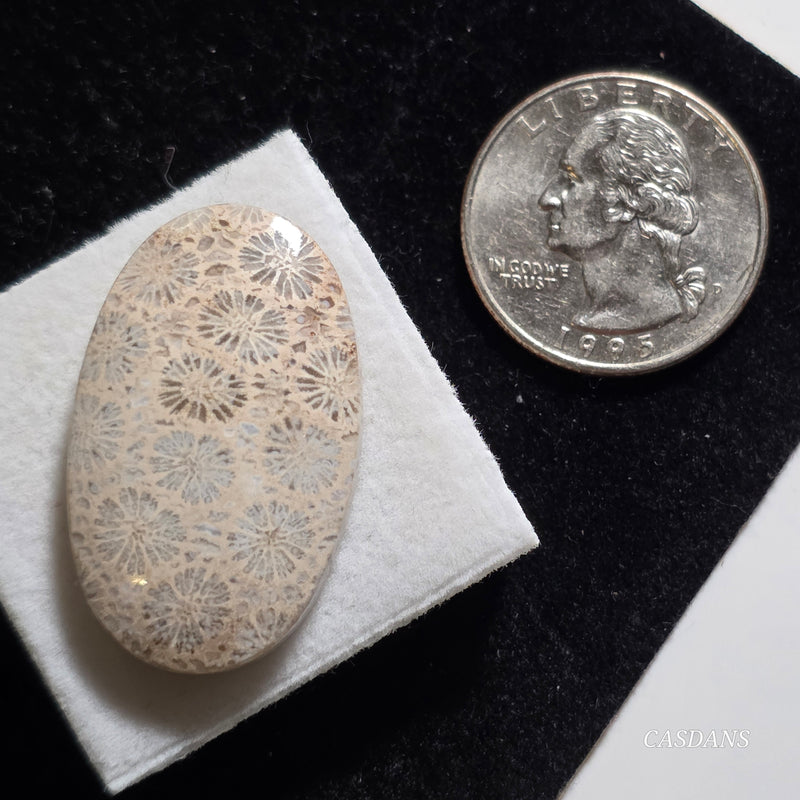 Coral Fossil Cabochon