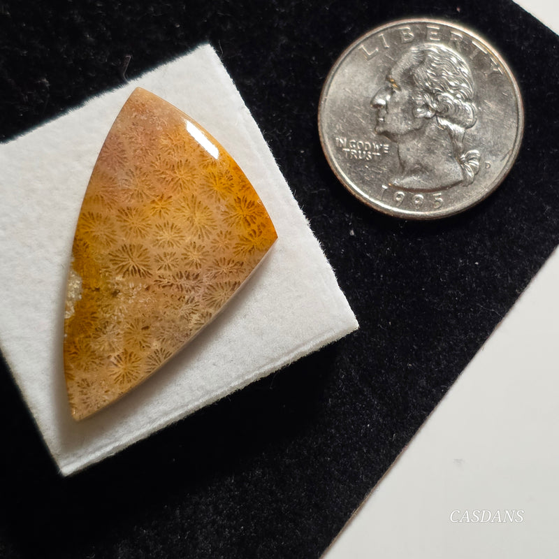Coral Fossil Cabochon