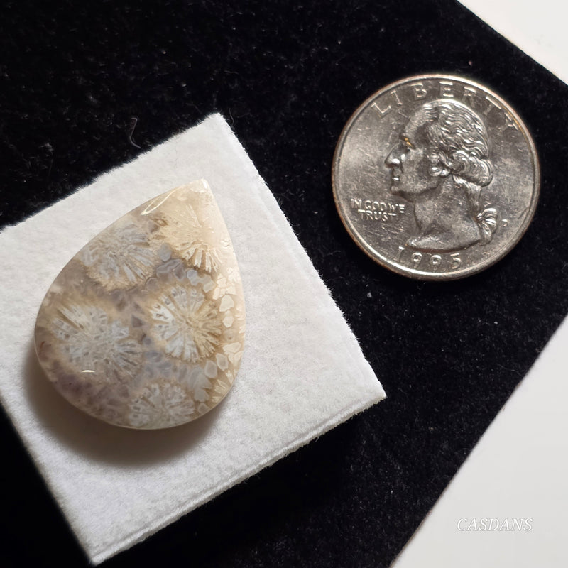 Coral Fossil Cabochon