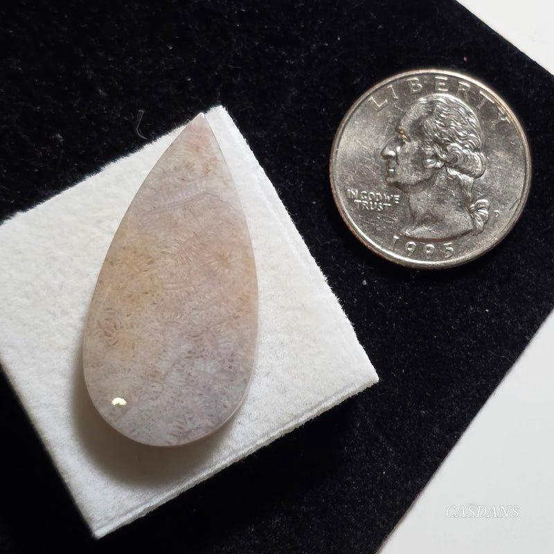 Coral Fossil Cabochon