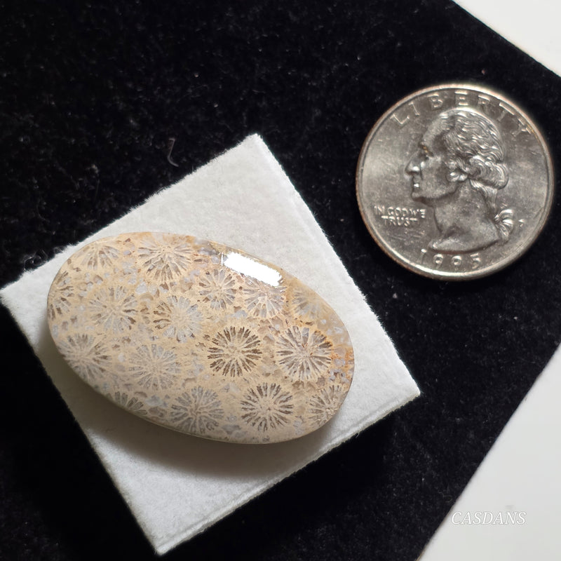 Coral Fossil Cabochon