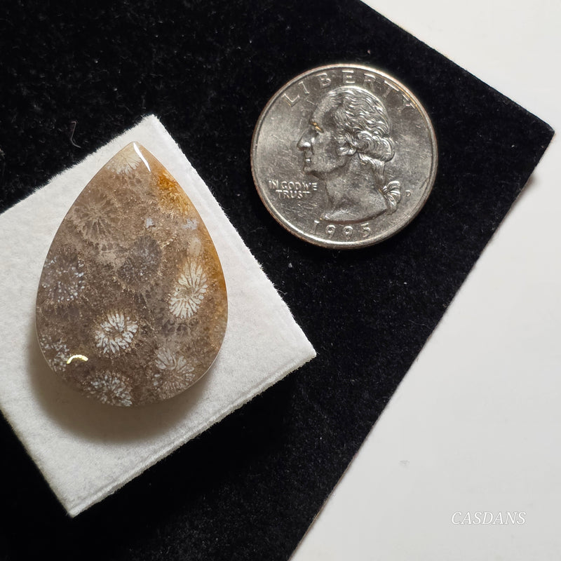 Coral Fossil Cabochon