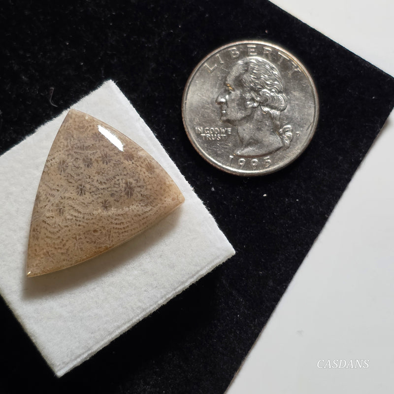 Coral Fossil Cabochon