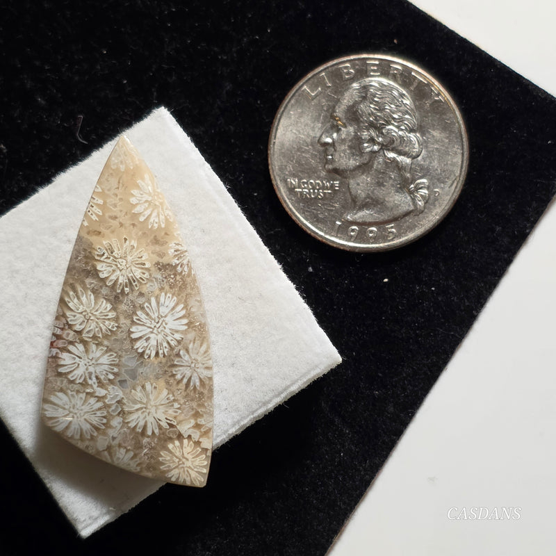 Coral Fossil Cabochon