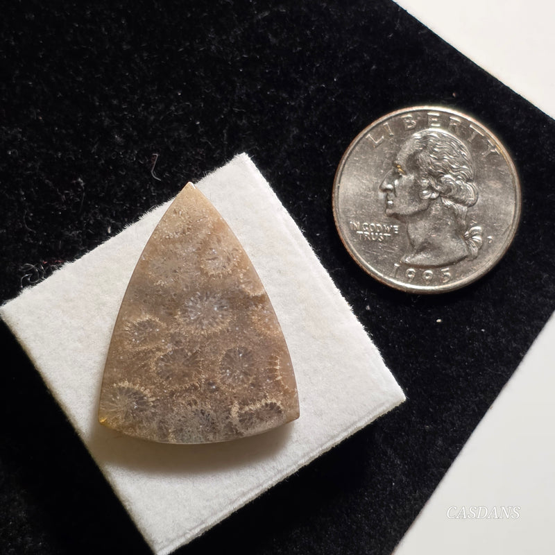 Coral Fossil Cabochon