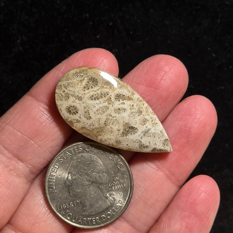 Coral Fossil Cabochon