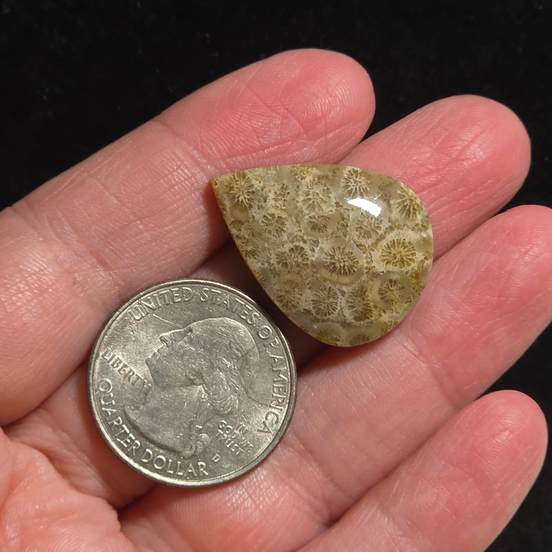 Coral Fossil Cabochon