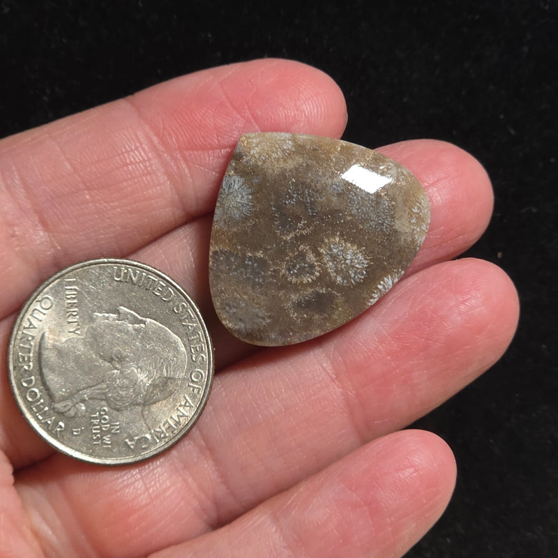 Coral Fossil Cabochon