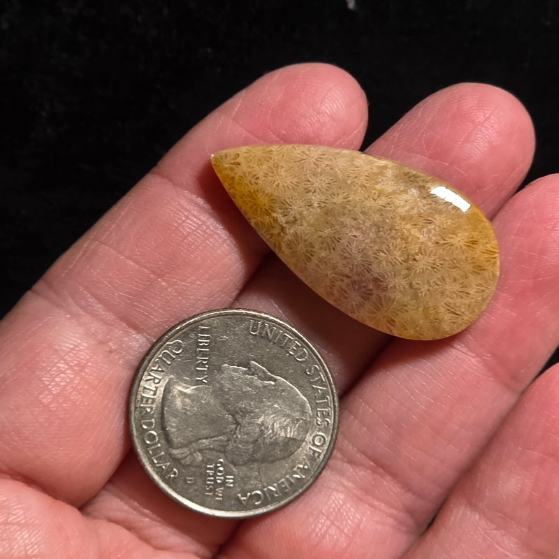 Coral Fossil Cabochon
