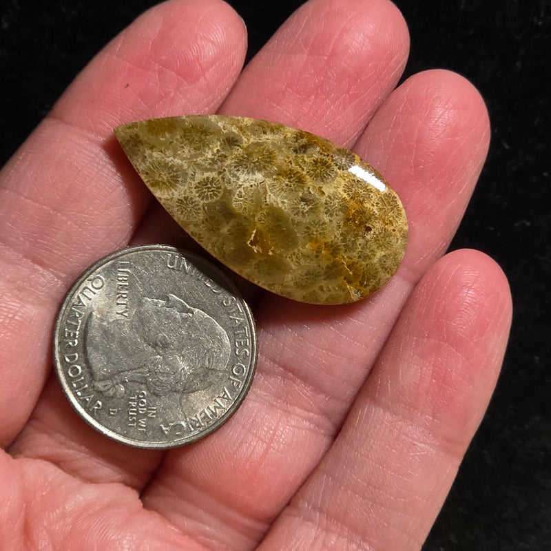 Coral Fossil Cabochon