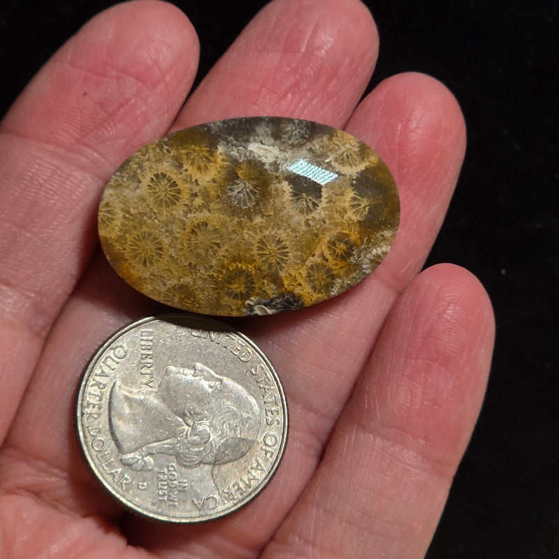 Coral Fossil Cabochon