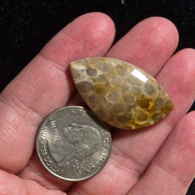Coral Fossil Cabochon