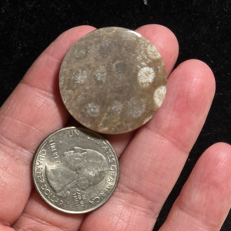 Coral Fossil Cabochon