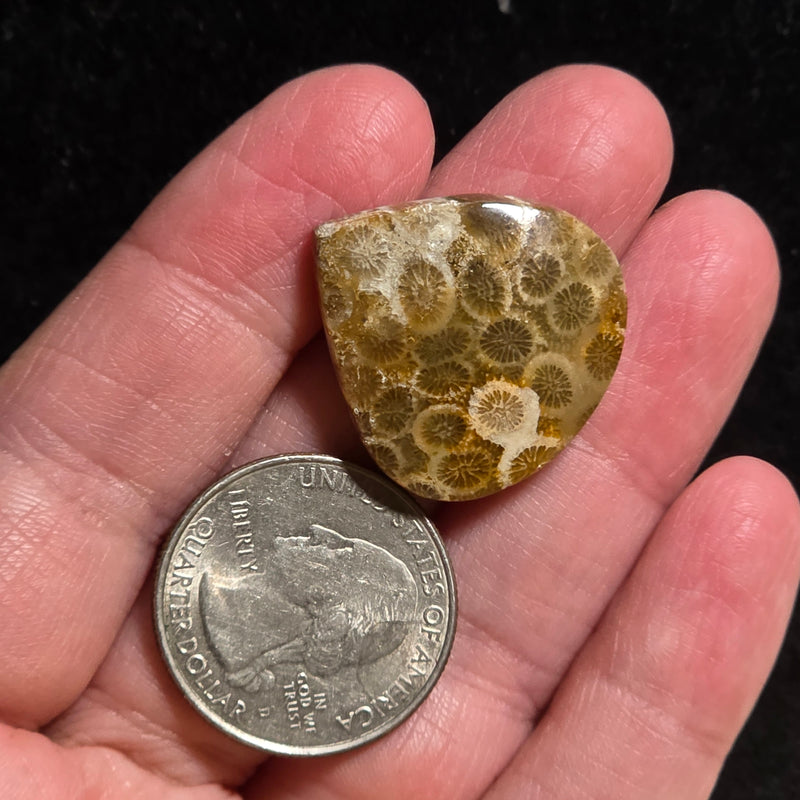 Coral Fossil Cabochon