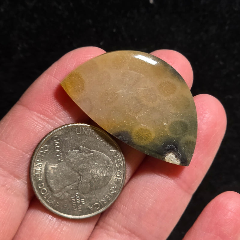Coral Fossil Cabochon