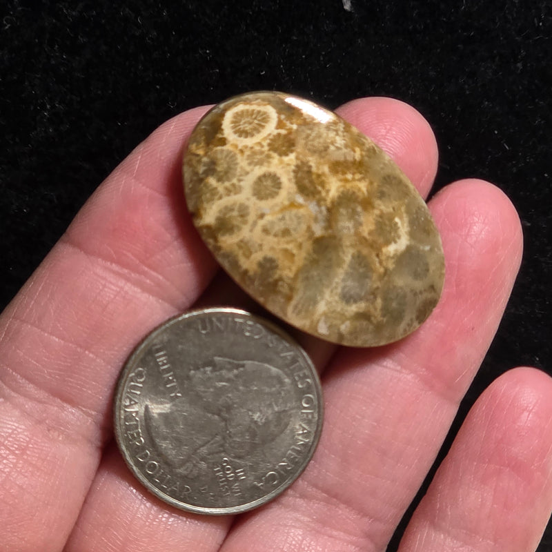 Coral Fossil Cabochon