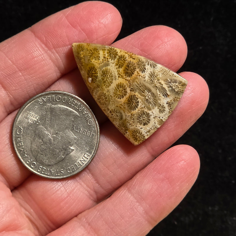 Coral Fossil Cabochon