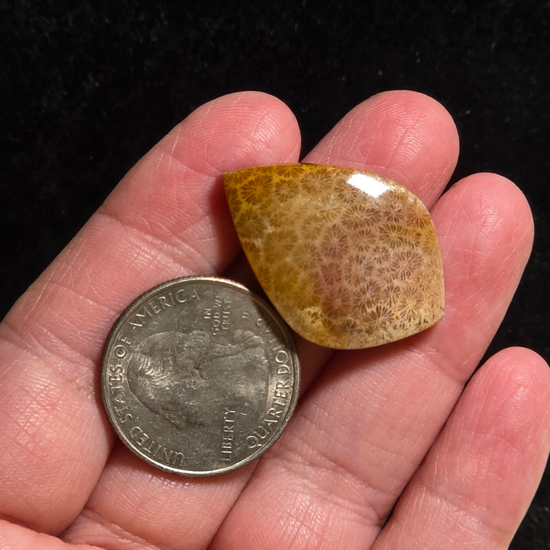 Coral Fossil Cabochon