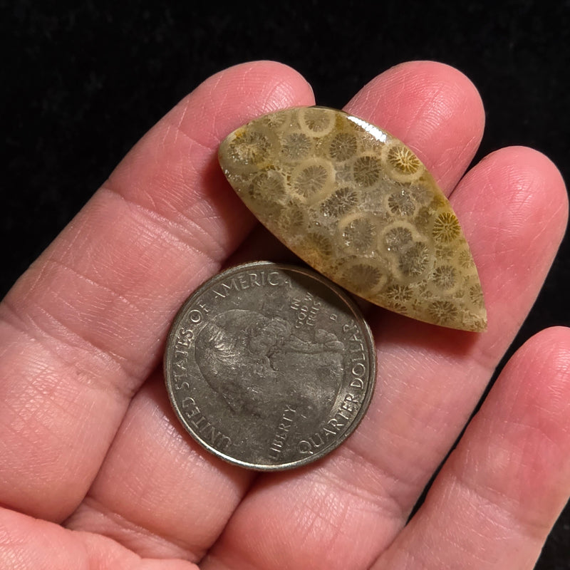 Coral Fossil Cabochon