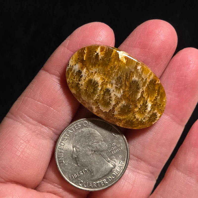 Coral Fossil Cabochon