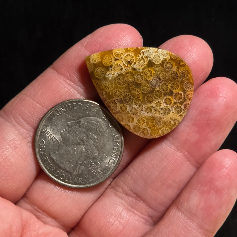 Coral Fossil Cabochon