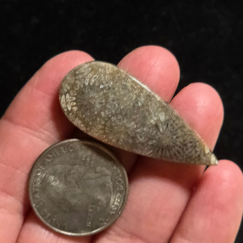 Coral Fossil Cabochon