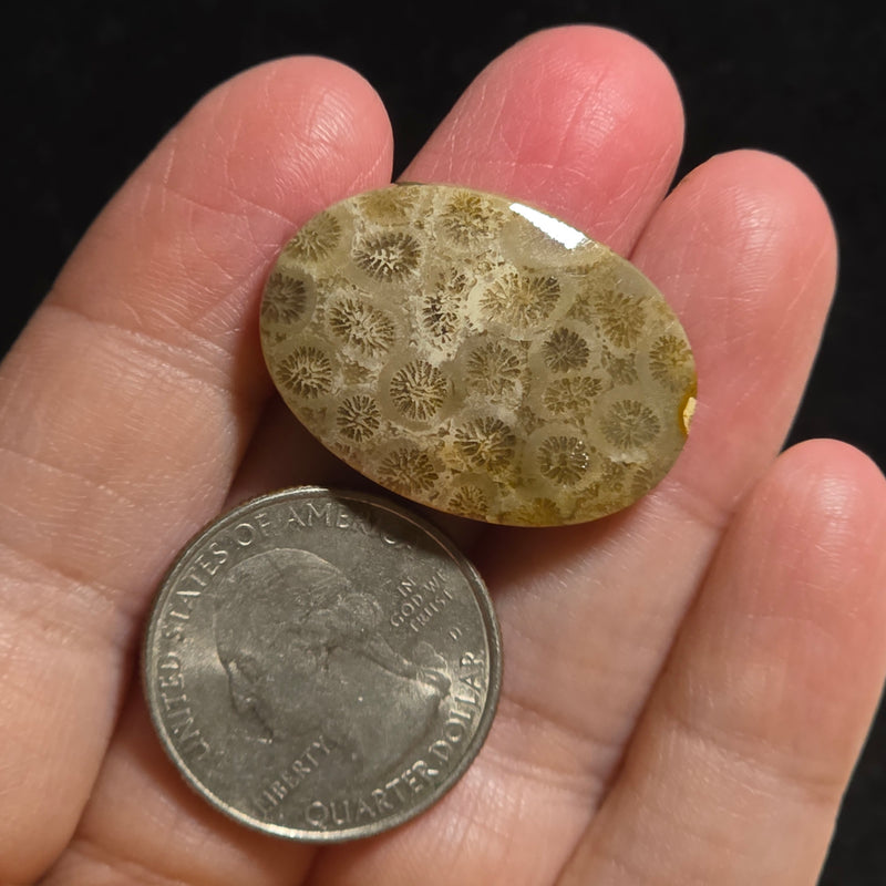Coral Fossil Cabochon
