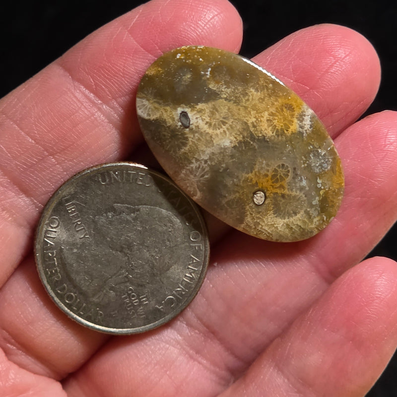 Coral Fossil Cabochon