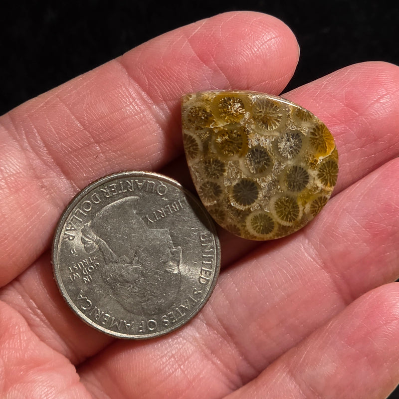 Coral Fossil Cabochon