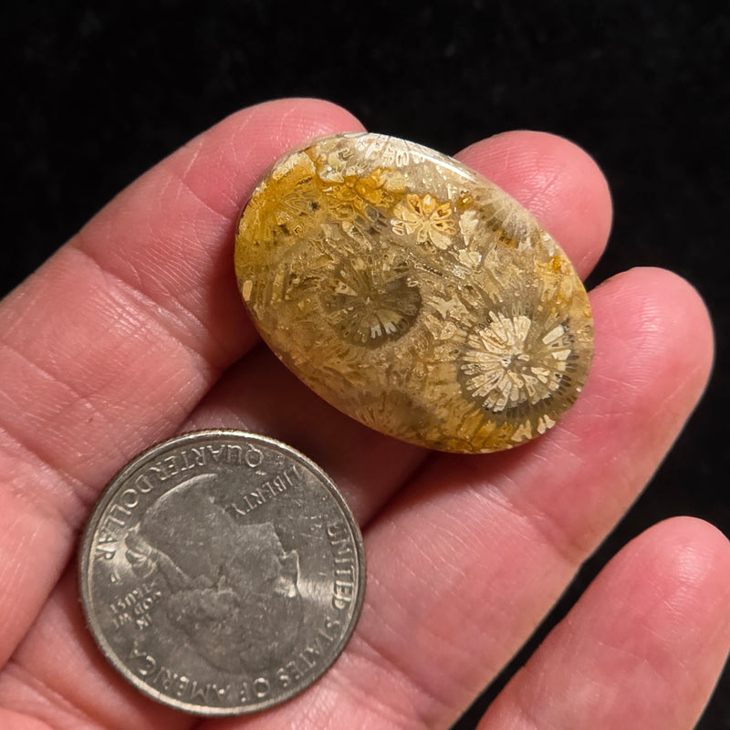 Coral Fossil Cabochon