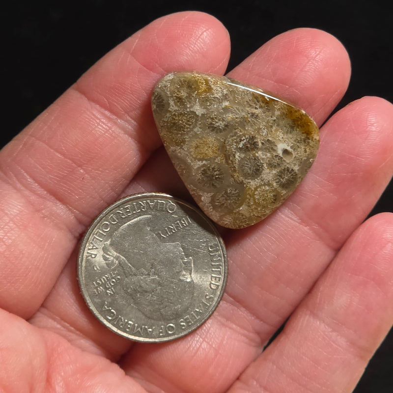Coral Fossil Cabochon