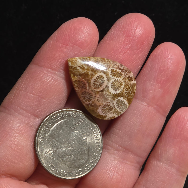 Coral Fossil Cabochon