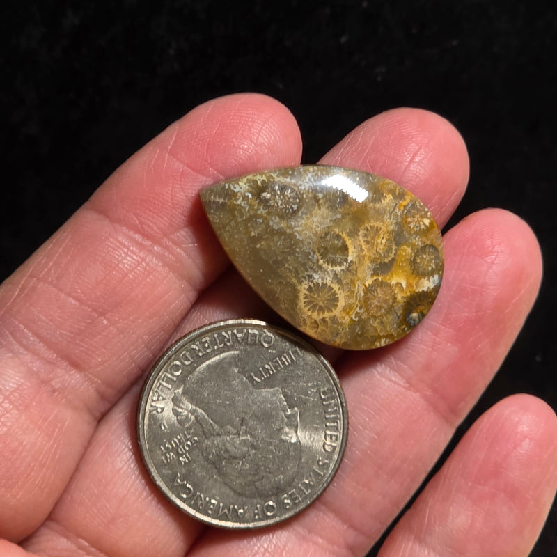 Coral Fossil Cabochon