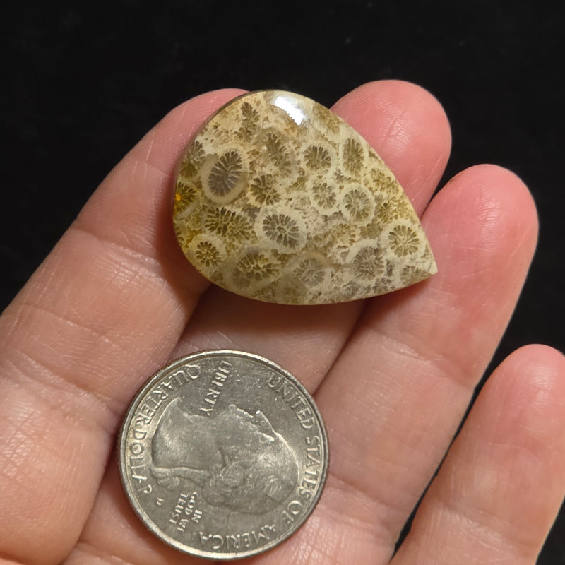 Coral Fossil Cabochon