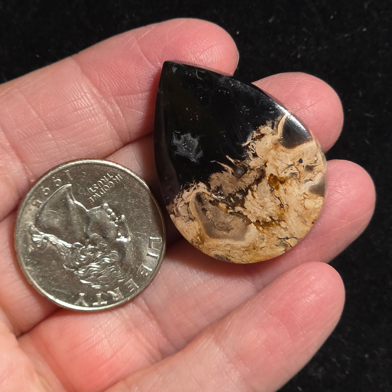 Petrified Palmroot Cabochon