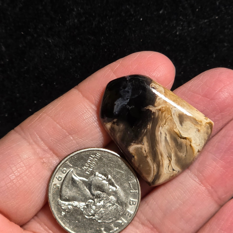 Petrified Palmroot Cabochon