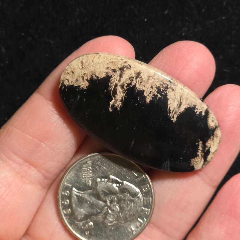 Petrified Palmroot Cabochon