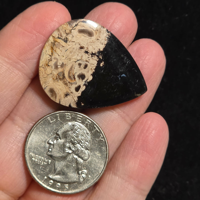 Petrified Palmroot Cabochon