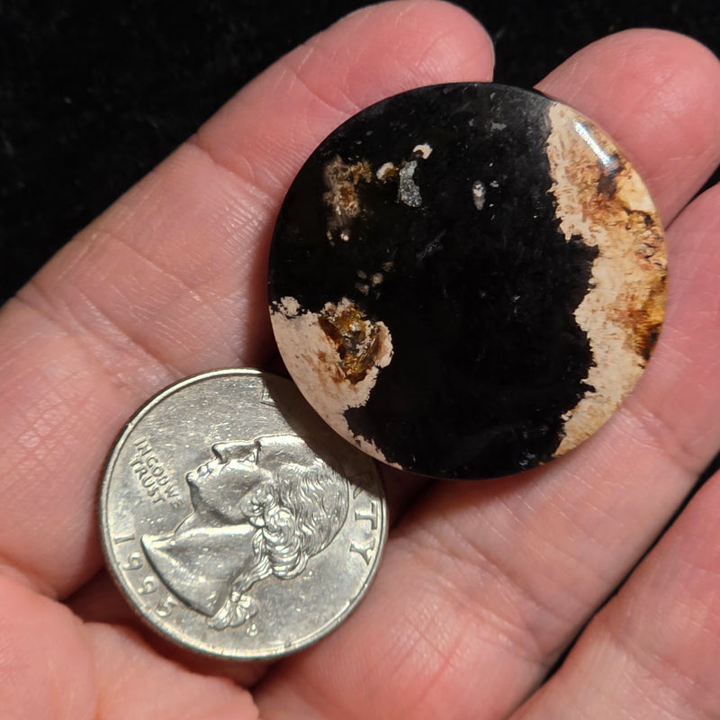 Petrified Palmroot Cabochon